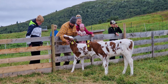 Kalvene På Lisjordetstølen En Tamme Og Liker Å Få Litt Kos